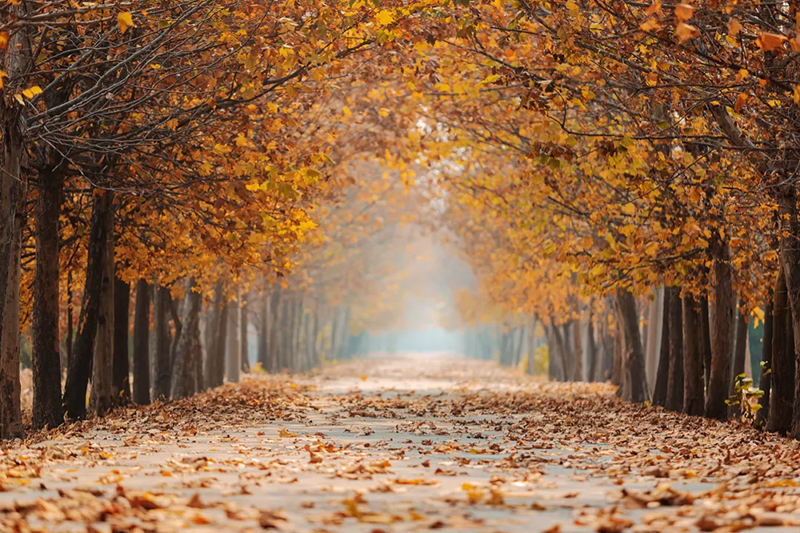 今日寒露，附藏在校園里的秋日果實